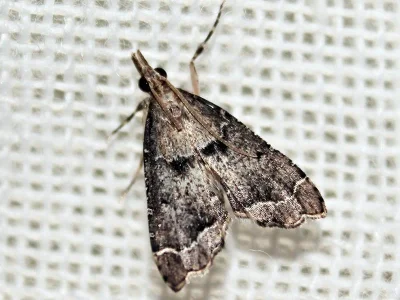 Diplopseustis perieresalis
