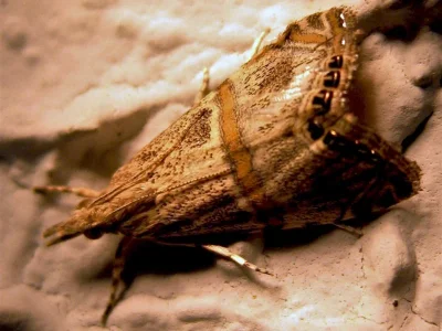 Euchromius vinculellus