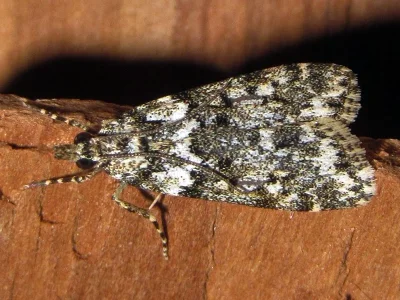 Eudonia lineola