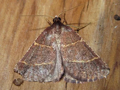 Perigune narbonea