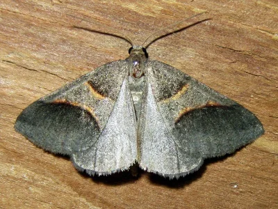Perigune convergata