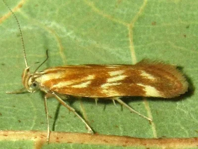 Mirificarma eburnella