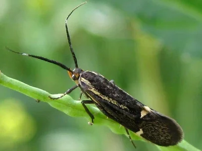 Esperia sulphurella