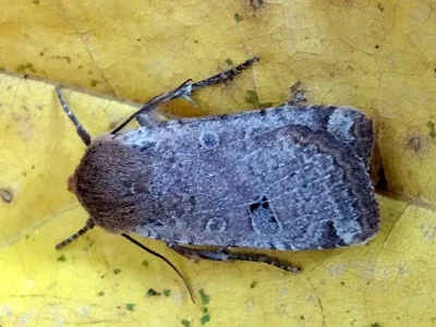 Conistra (Dasycampa) erythrocephala