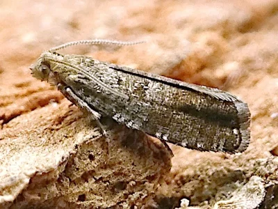 Epinotia nanana