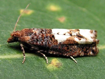 Epinotia trigonella