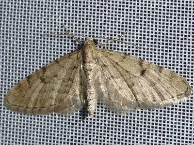 Eupithecia indigata
