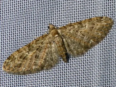 Eupithecia abbreviata