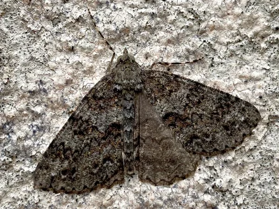 Ascotis fortunata