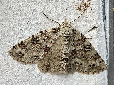 Ascotis fortunata