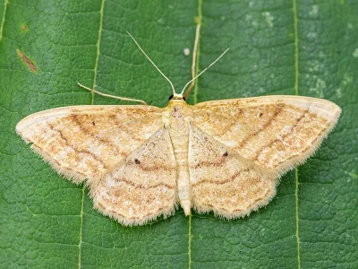 Idaea rufaria