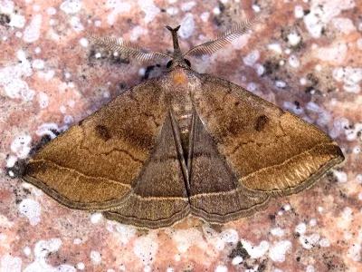 Polypogon (Microphtha) plumigeralis