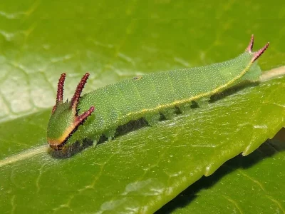 Charaxes (Charaxes) jasius