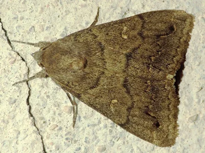 Clytie (Clytie) illunaris