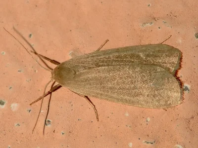 Eilema rungsi