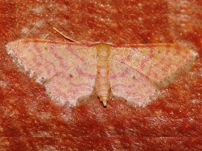 Idaea rhodogrammaria