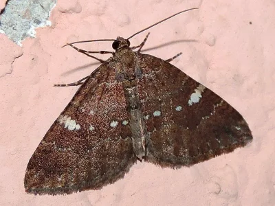 Larentia malvata
