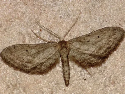 Idaea longaria