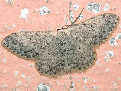 Scopula (Ustocidalia) marginepunctata