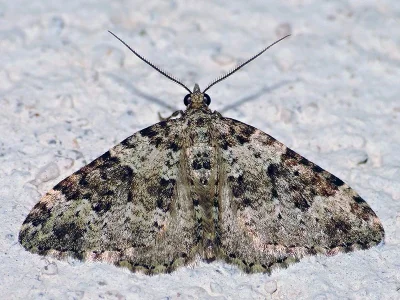 Xanthorhoe sardisjuncta