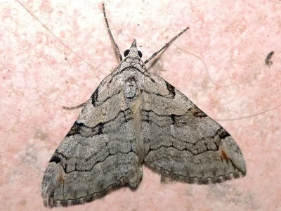 Aplocera corsalta