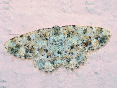 Charissa (Euchrognophos) corsica