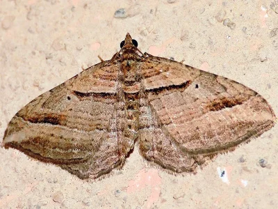 Costaconvexa polygrammata