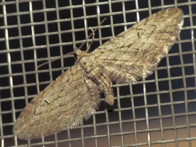 Eupithecia unedonata