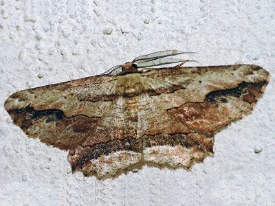 Menophra abruptaria