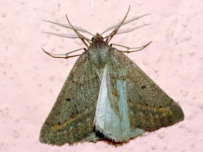 Chemerina caliginearia