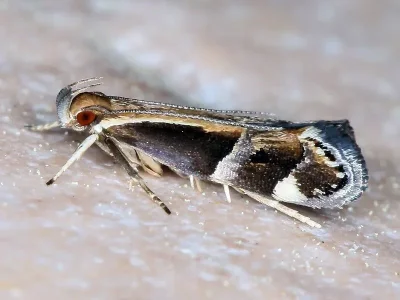Helcystogramma lamprostoma