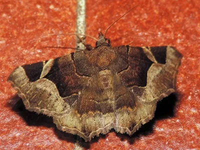 Zethes insularis