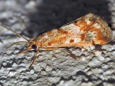 Tegostoma comparalis