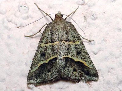 Perigune binaevata