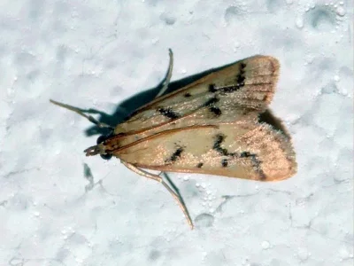 Palepicorsia ustrinalis