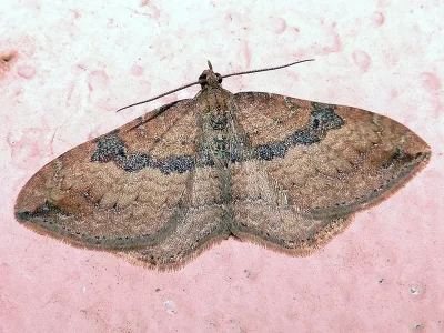 Orthonama obstipata
