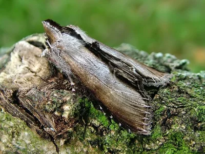 Cucullia prenanthis