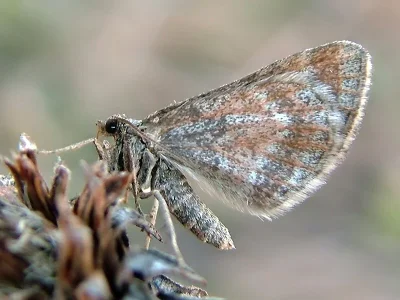 Phibalapteryx virgata