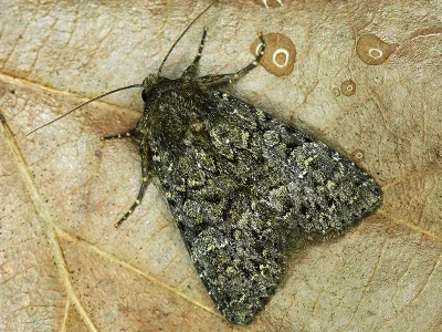 Apamea (Apamea) maillardi