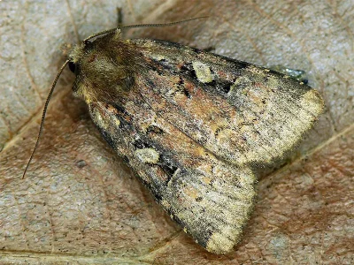 Xestia (Xestia) collina