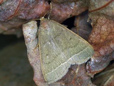 Simplicia rectalis