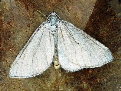 Lithostege farinata