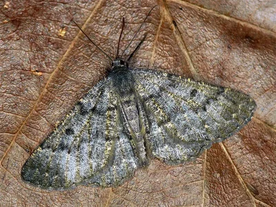 Gnophos (Gnophos) obfuscata