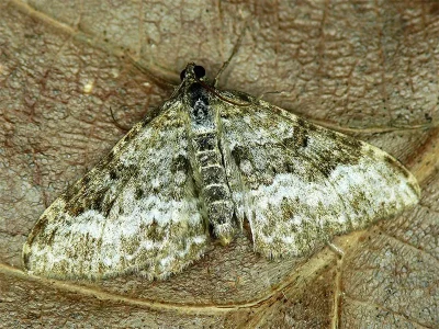 Epirrhoe molluginata