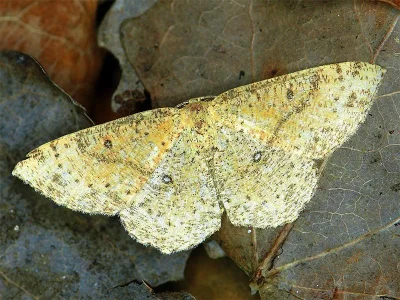 Cyclophora (Codonia) porata