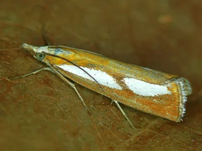 Catoptria conchella