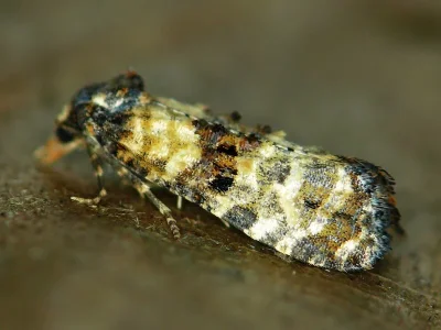 Phtheochroa pulvillana