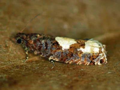 Epinotia trigonella