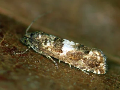 Epiblema graphana