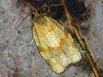 Choristoneura diversana